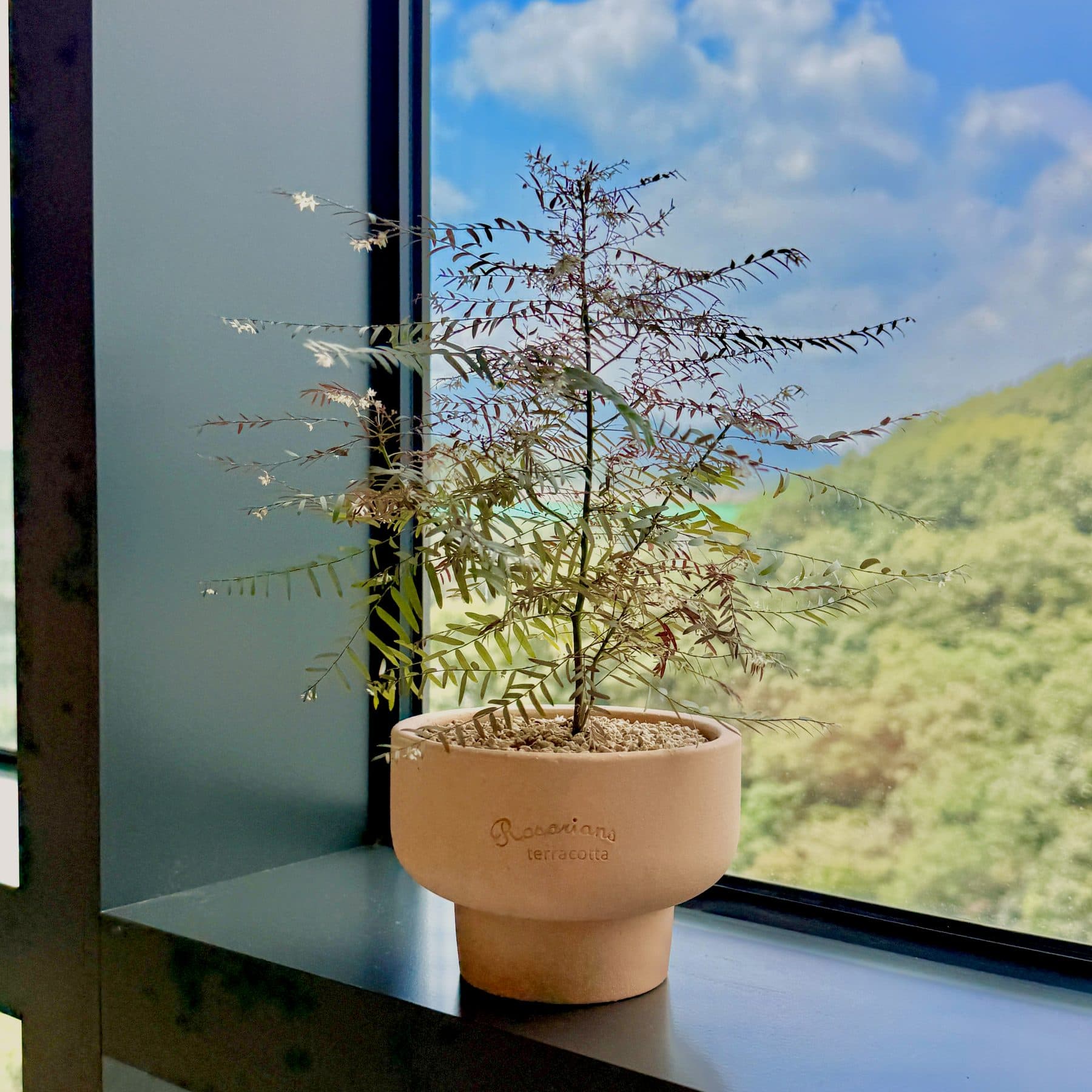 Un pot en terre cuite et une plante au feuillage fin sur le rebord de la fenêtre, la forêt derrière la vitre